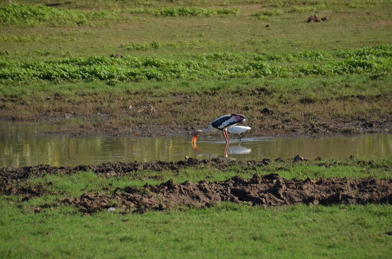 503_Sri_Lanka_Udawalawe_NP.JPG