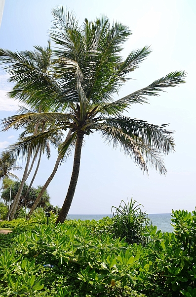 527_Sri_Lanka_Mount_Lavinia.JPG