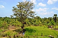 113_Sri_Lanka_Giritale