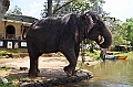 117_Sri_Lanka_Giritale
