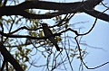 122_Sri_Lanka_Giritale