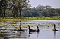 123_Sri_Lanka_Giritale