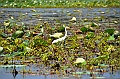 126_Sri_Lanka_Giritale
