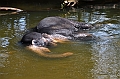129_Sri_Lanka_Giritale