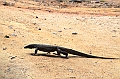 132_Sri_Lanka_Giritale