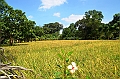 133_Sri_Lanka_Giritale