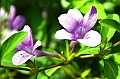 138_Sri_Lanka_Giritale