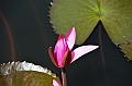 223_Sri_Lanka_Dambulla