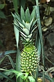 228_Sri_Lanka_Gewuerzgarten