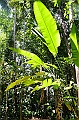 229_Sri_Lanka_Gewuerzgarten