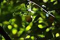 230_Sri_Lanka_Gewuerzgarten