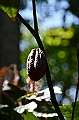 231_Sri_Lanka_Gewuerzgarten