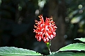 232_Sri_Lanka_Gewuerzgarten