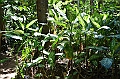 233_Sri_Lanka_Gewuerzgarten