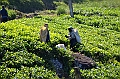 252_Sri_Lanka_Knuckles