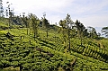 253_Sri_Lanka_Knuckles