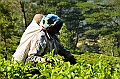 254_Sri_Lanka_Knuckles