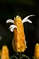 275_Sri_Lanka
