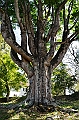 280_Sri_Lanka_Kandy_Botanic_Gardens