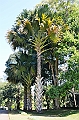 283_Sri_Lanka_Kandy_Botanic_Gardens