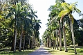 292_Sri_Lanka_Kandy_Botanic_Gardens