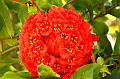 295_Sri_Lanka_Kandy_Botanic_Gardens
