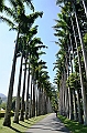 296_Sri_Lanka_Kandy_Botanic_Gardens