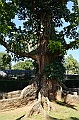 297_Sri_Lanka_Kandy_Botanic_Gardens