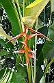 303_Sri_Lanka_Kandy_Botanic_Gardens