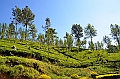 354_Sri_Lanka_Tee_Plantation