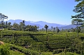 355_Sri_Lanka_Tee_Plantation