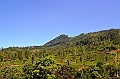 363_Sri_Lanka_Tee_Plantation