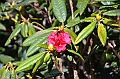 402_Sri_Lanka_Horton_Plains_NP