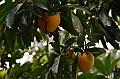 422_Sri_Lanka