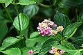 436_Sri_Lanka