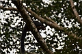 442_Sri_Lanka