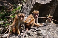 449_Sri_Lanka