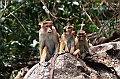 454_Sri_Lanka