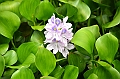 459_Sri_Lanka