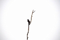 471_Sri_Lanka_Udawalawe_NP