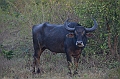 475_Sri_Lanka_Udawalawe_NP