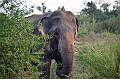476_Sri_Lanka_Udawalawe_NP