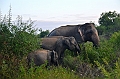 477_Sri_Lanka_Udawalawe_NP