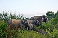 478_Sri_Lanka_Udawalawe_NP