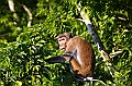 479_Sri_Lanka_Udawalawe_NP