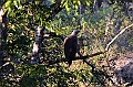 480_Sri_Lanka_Udawalawe_NP