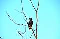 483_Sri_Lanka_Udawalawe_NP
