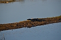 484_Sri_Lanka_Udawalawe_NP