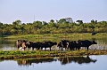 485_Sri_Lanka_Udawalawe_NP