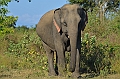 492_Sri_Lanka_Udawalawe_NP